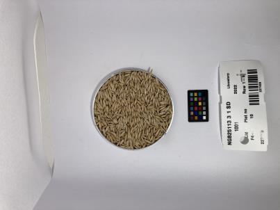 Click for 1 image(s) for this accession. SEED